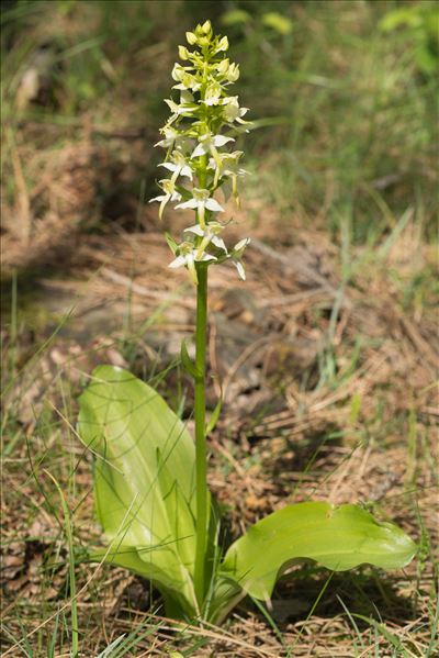 Platanthera chlorantha (Custer) Rchb.