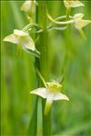 Platanthera chlorantha (Custer) Rchb.