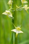 Platanthera chlorantha (Custer) Rchb.