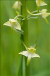 Platanthera chlorantha (Custer) Rchb.