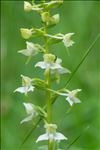 Platanthera chlorantha (Custer) Rchb.