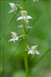 Platanthera chlorantha (Custer) Rchb.