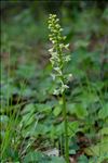 Platanthera chlorantha (Custer) Rchb.