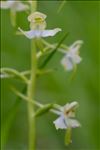 Platanthera chlorantha (Custer) Rchb.