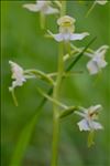 Platanthera chlorantha (Custer) Rchb.