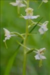 Platanthera chlorantha (Custer) Rchb.