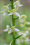 Platanthera chlorantha (Custer) Rchb.