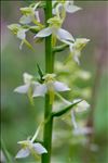 Platanthera chlorantha (Custer) Rchb.