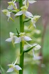 Platanthera chlorantha (Custer) Rchb.