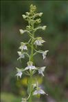 Platanthera chlorantha (Custer) Rchb.