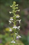 Platanthera chlorantha (Custer) Rchb.