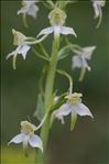 Platanthera chlorantha (Custer) Rchb.