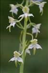 Platanthera chlorantha (Custer) Rchb.