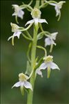 Platanthera chlorantha (Custer) Rchb.