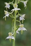 Platanthera chlorantha (Custer) Rchb.