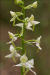 Platanthera chlorantha (Custer) Rchb.