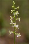 Platanthera chlorantha (Custer) Rchb.