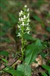 Platanthera chlorantha (Custer) Rchb.