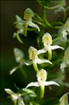 Platanthera chlorantha (Custer) Rchb.