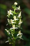 Platanthera chlorantha (Custer) Rchb.