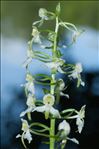 Platanthera chlorantha (Custer) Rchb.