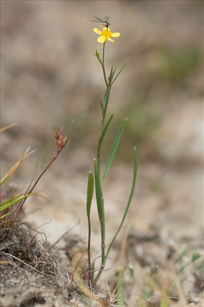 Ranunculus flammula var. reptans (L.) Rouy & Foucaud