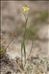 Ranunculus flammula L. var. flammula
