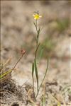 Ranunculus flammula var. reptans (L.) Rouy & Foucaud