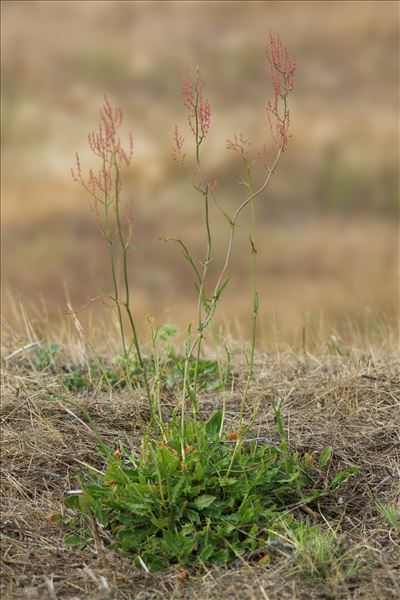 Rumex thyrsiflorus Fingerh.
