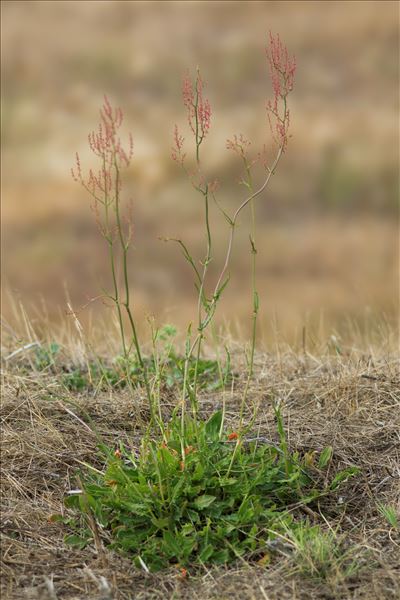 Rumex thyrsiflorus Fingerh.