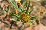 Bidens radiata Thuill.