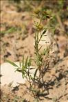 Bidens radiata Thuill.