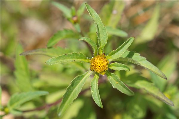 Bidens radiata Thuill.