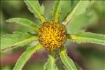 Bidens radiata Thuill.