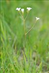 Saxifraga granulata L.