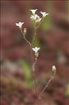 Saxifraga granulata L.