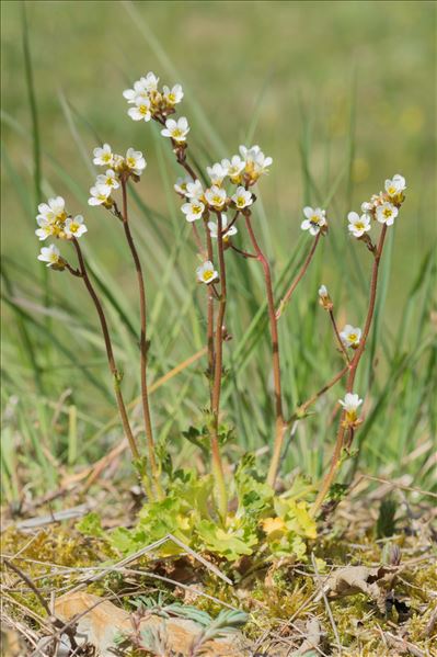 Saxifraga granulata L.