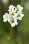 Saxifraga granulata L.