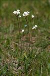 Saxifraga granulata L.