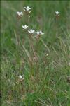 Saxifraga granulata L.