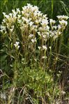 Saxifraga granulata L.