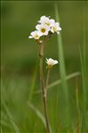 Saxifraga granulata L.