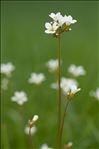 Saxifraga granulata L.