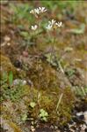 Saxifraga granulata L.