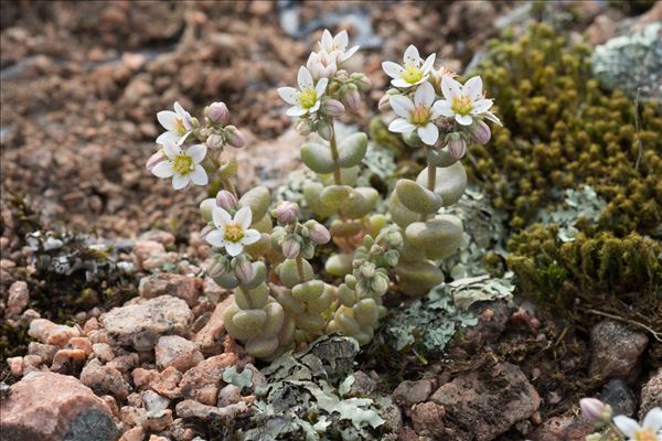 Sedum dasyphyllum L.