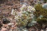 Sedum dasyphyllum L.