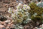 Sedum dasyphyllum L. var. dasyphyllum