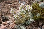 Sedum dasyphyllum L. var. dasyphyllum