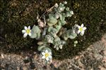 Sedum dasyphyllum L.