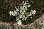 Sedum dasyphyllum L. var. dasyphyllum